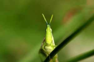 MACRO_11153