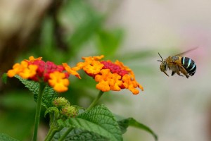 MACRO_11479