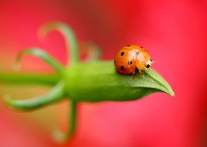MACRO_32798