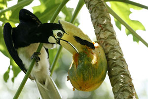 Oriental_Pied_HornBill