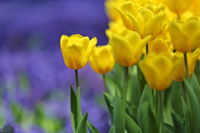 TULIP_2832