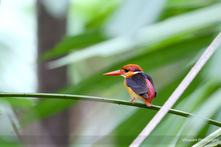 Bukit Timah Nature Reserve